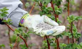 Подкормки малины