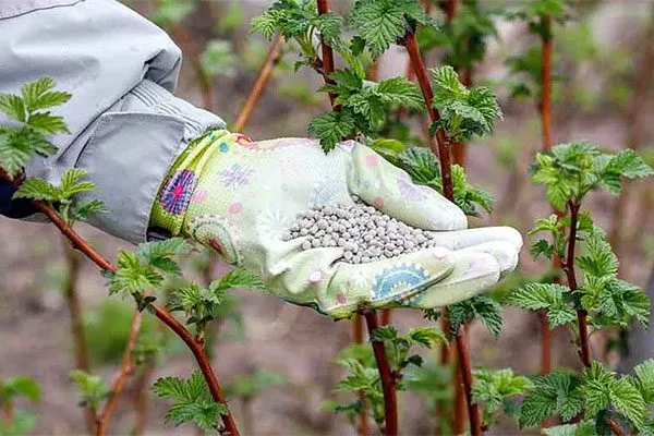 Подкормки малины