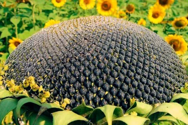 подсолнечник сорта Орешек, внешний вид