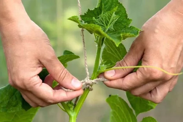 Мадрилене требует подвязки
