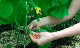 подвязка огурцов