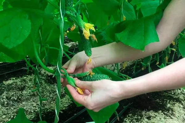 подвязка огурцов