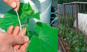 Подвязка и формирование