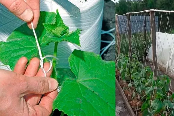 Подвязка и формирование