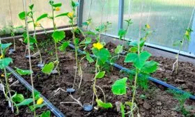 Подвязка и формирование