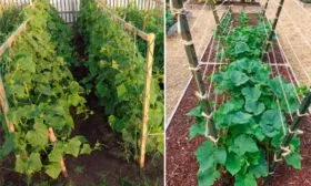 Подвязка и формирование