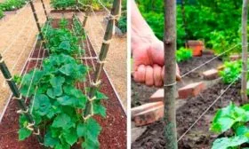 Подвязка и формирование кустов