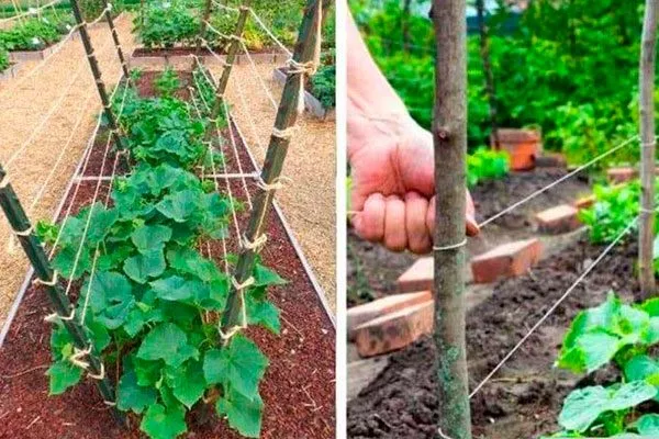 Подвязка и формирование кустов