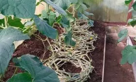 Подвязка и формирование кустов