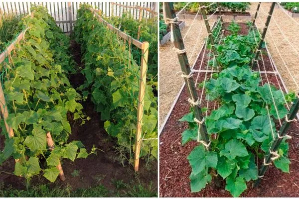 Подвязка и формирование