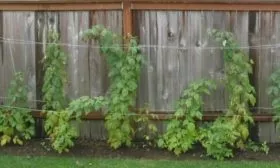 подвязка малины Полана