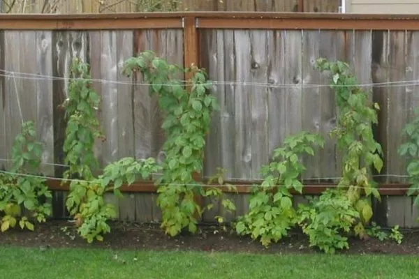 подвязка малины Полана