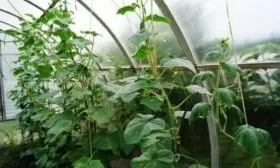 подвязка огурцов Атос