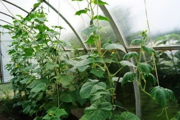 подвязка огурцов Атос