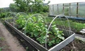 подвязка огурцов Квирк