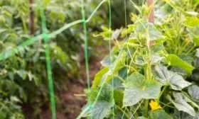 подвязка огурцов Огородник