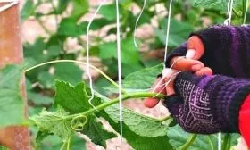 подвязка огурцов Татьяна