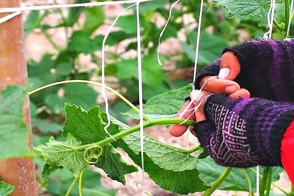 подвязка огурцов Татьяна