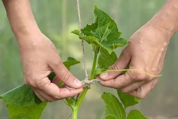 подвязка огурцов Ухажёр