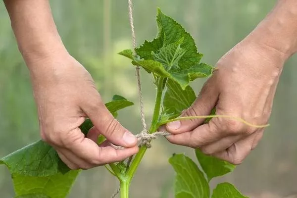 подвязка огурцов Весёлые гномики