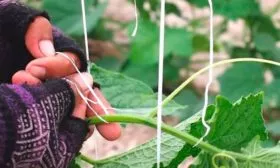 Подвязывание