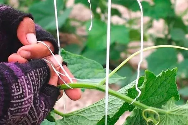 Подвязывание