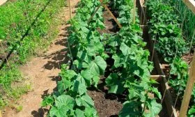 Подвязывание