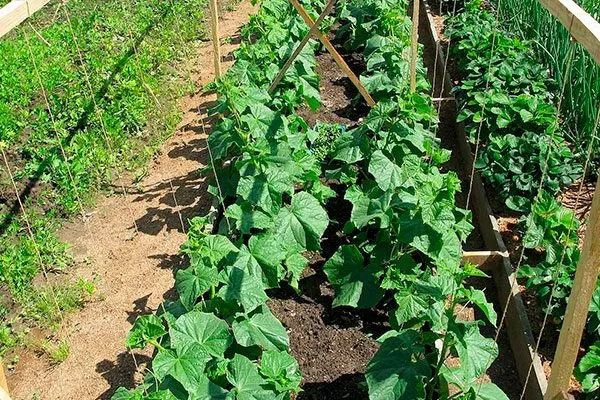 Подвязывание