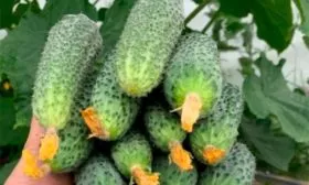 Плюсы и минусы