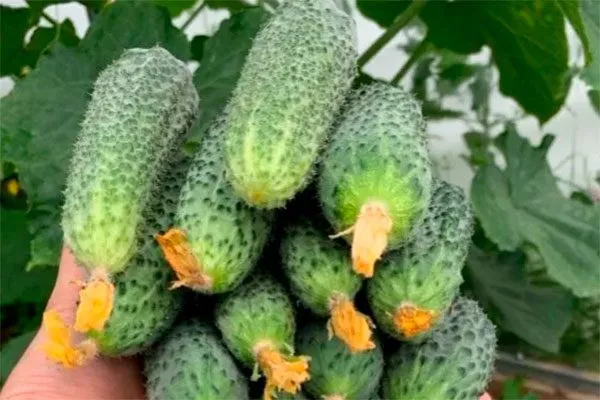 Плюсы и минусы