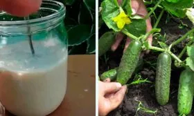 Подкормка огурцов