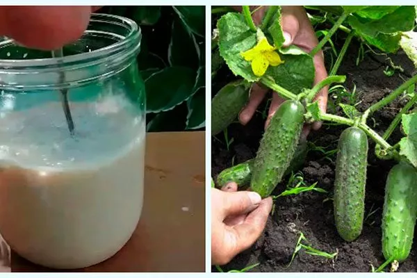 Подкормка огурцов