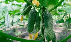 Созревание и урожайность