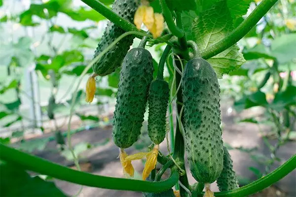 Созревание и урожайность