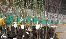 Покупка и подготовка посадочного материала