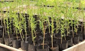 Покупка и подготовка посадочного материала персика Бел Лебедь