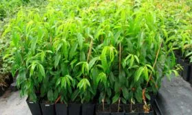 Покупка саженцев