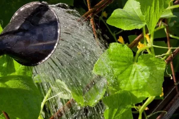 полив Обильного