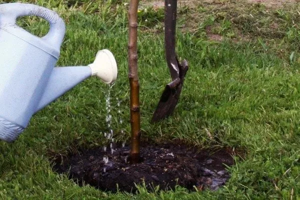 полив персика Юлия