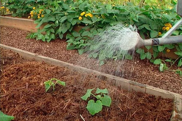 Полив дождеванием