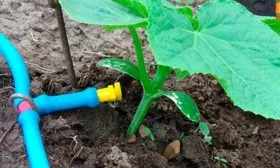 Полив огурцов