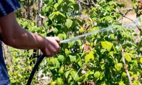 Полив и питание