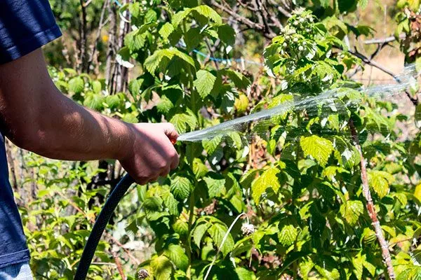 Полив и питание