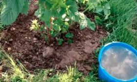 Полив и подкормка