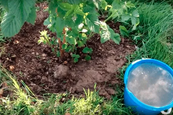 Полив и подкормка