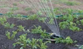 полив картофеля Кингсмен