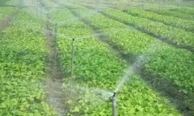 полив картофеля Манифест