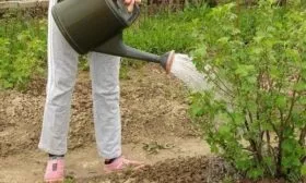 полив крыжовника Орфей