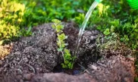 полив крыжовника сорта Юбилейный