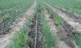 полив лука Альбион